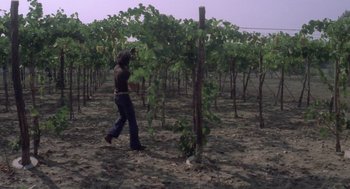 Movie still from “Rabid Dogs” (1974), directed by Mario Bava – A man walking through a field of vines; Wide shot, High angle
