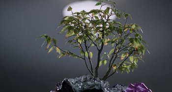 Movie still from “Rachel, Rachel” (1968), directed by Paul Newman – A small tree is sitting on a piece of ice; Extreme Close Up shot, High angle