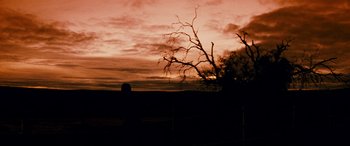 Movie still from “Razorback” (1984), directed by Russell Mulcahy – A bare tree in front of a cloudy sky; Extreme Wide shot, Low angle