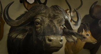 Movie still from “Safari” (2016), directed by Ulrich Seidl – The face of a bull; Extreme Close Up shot, Low angle