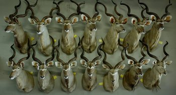 Movie still from “Safari” (2016), directed by Ulrich Seidl – A group of taxidermied antelope heads on display; Close Up shot, Overhead angle