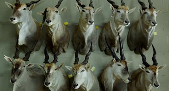 Movie still from “Safari” (2016), directed by Ulrich Seidl – A bunch of animals that are sitting on the ground; Extreme Close Up shot, Overhead angle