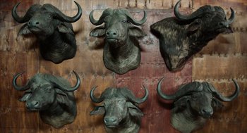 Movie still from “Safari” (2016), directed by Ulrich Seidl – A group of bulls heads mounted to a wall; Extreme Close Up shot, Overhead angle