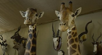 Movie still from “Safari” (2016), directed by Ulrich Seidl – Two giraffes and two horns are on display in a room; Close Up shot, Low angle