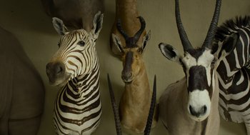 Movie still from “Safari” (2016), directed by Ulrich Seidl – A group of animals that are sitting on a wall; Extreme Close Up shot, Overhead angle