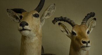 Movie still from “Safari” (2016), directed by Ulrich Seidl – Two deer heads with horns on display in a room; Close Up shot, Low angle
