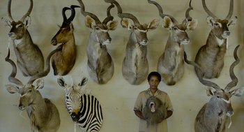 Movie still from “Safari” (2016), directed by Ulrich Seidl – A man standing in front of a bunch of animal heads; Wide shot, Low angle