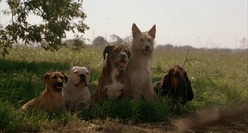 Movie still from “Secondhand Lions” (2003), directed by Tim McCanlies – A group of dogs laying in the grass together; Wide shot, Low angle