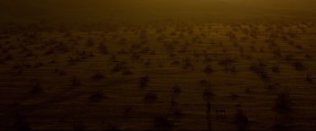 Movie still from “Siberia” (2020), directed by Abel Ferrara – An image of a field of trees in the middle of the night; Extreme Wide shot, High angle