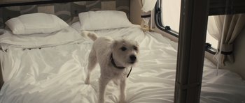 Movie still from “Sightseers” (2012), directed by Ben Wheatley – A small white dog standing on top of a white bed; Close Up shot, High angle