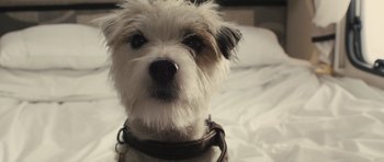 Movie still from “Sightseers” (2012), directed by Ben Wheatley – A dog wearing a leather collar; Close Up shot, High angle
