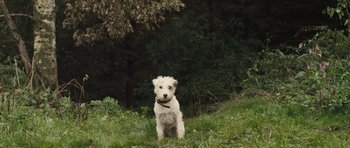 Movie still from “Sightseers” (2012), directed by Ben Wheatley – A small white dog standing in the grass near a tree; Wide shot, Low angle
