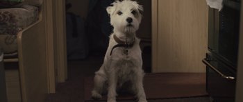 Movie still from “Sightseers” (2012), directed by Ben Wheatley – A small white dog sitting on the ground; Close Up shot, High angle
