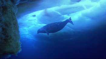 Movie still from “Smilla's Sense of Snow” (1997), directed by Bille August – A seal swimming under the surface of the water; Wide shot, Overhead angle