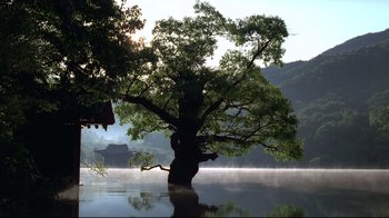 A large tree in the middle of a body of water