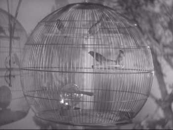 Movie still from “The Gay Divorcee” (1934), directed by Mark Sandrich – A bird in a cage with birds sitting in it; Extreme Close Up shot, Overhead angle