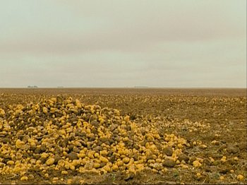 Movie still from “The Gleaners & I” (2000), directed by Agnès Varda – A large amount of food in the middle of a field; Extreme Wide shot, Low angle