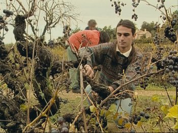 Movie still from “The Gleaners & I” (2000), directed by Agnès Varda – A man is picking grapes from a tree; Medium shot, High angle