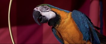 Movie still from “The Great Race” (1965), directed by Blake Edwards – A colorful parrot's head and beak; Extreme Close Up shot, Low angle