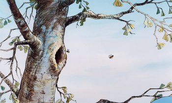 Movie still from “The Many Adventures of Winnie the Pooh” (1977), directed by John Lounsbery – A drawing of a tree with a bee flying in the sky; Extreme Close Up shot, Low angle