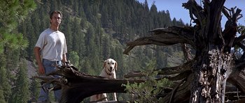Movie still from “The River Wild” (1994), directed by Curtis Hanson – A dog standing on top of a fallen tree; Wide shot, Low angle