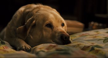 Movie still from “The Savages” (2007), directed by Tamara Jenkins – A dog laying on a blanket; Close Up shot, High angle