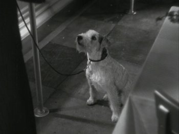 Movie still from “The Thin Man” (1934), directed by W.S. Van Dyke – A small dog sitting on the ground in a room; Close Up shot, High angle
