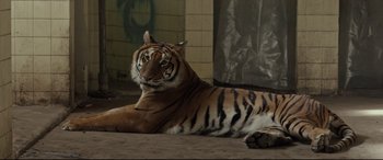 Movie still from “Tigers Are Not Afraid” (2017), directed by Issa López – A tiger laying on the ground in an enclosure at the zoo; Medium shot, Low angle