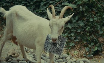 Movie still from “Ulysse” (1983), directed by Agnès Varda – A white goat with horns is eating some food; Close Up shot, Overhead angle