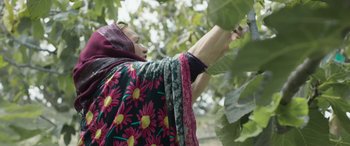 Movie still from “Under the Fig Trees” (2021), directed by Erige Sehiri – A woman in a colorful dress picking leaves from a tree; Medium shot, Low angle