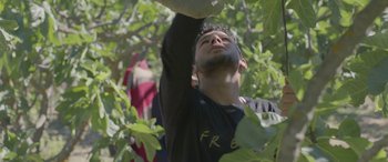 Movie still from “Under the Fig Trees” (2021), directed by Erige Sehiri – A man reaching up to pick a fruit from a tree; Close Up shot, Low angle