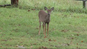 Movie still from “V/H/S” (2012), directed by Joe Swanberg – A baby deer standing in the grass looking at the camera; Wide shot, High angle