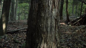 Movie still from “V/H/S” (2012), directed by Joe Swanberg – A tree in the woods; Extreme Wide shot, Low angle