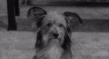 Movie still from “Visit to a Small Planet” (1960), directed by Norman Taurog – A black and white photo of a dog's face; Close Up shot, High angle