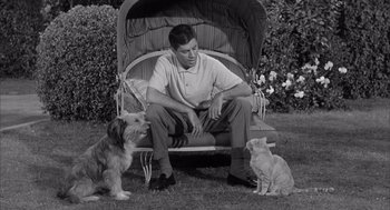 Movie still from “Visit to a Small Planet” (1960), directed by Norman Taurog – A black and white photo of a man and a dog and a cat; Wide shot, High angle