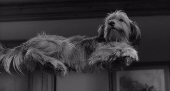 Movie still from “Visit to a Small Planet” (1960), directed by Norman Taurog – A black and white photo of a dog laying on its back; Close Up shot, Low angle