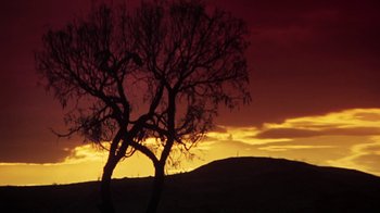 Movie still from “Walkabout” (1971), directed by Nicolas Roeg – A tree is silhouetted against the sunset; Extreme Wide shot, Low angle