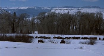 Movie still from “Where the Buffalo Roam” (1980), directed by Art Linson – A herd of buffalo grazing in a snowy field; Extreme Wide shot, Low angle