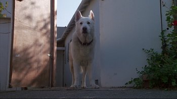 Movie still from “White Dog” (1982), directed by Samuel Fuller – A white dog standing in front of a building; Wide shot, Low angle
