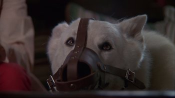 Movie still from “White Dog” (1982), directed by Samuel Fuller – A dog with a muzzle on its face; Extreme Close Up shot, High angle