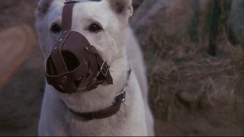 Movie still from “White Dog” (1982), directed by Samuel Fuller – A white dog wearing a brown leather muzzle; Close Up shot, High angle