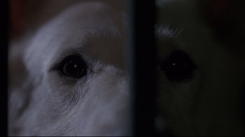 Movie still from “White Dog” (1982), directed by Samuel Fuller – The eyes of a white dog; Extreme Close Up shot, Overhead angle