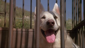 Movie still from “White Dog” (1982), directed by Samuel Fuller – A white dog with pink tongue looking through the bars of a metal fence; Close Up shot, Low angle