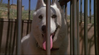 Movie still from “White Dog” (1982), directed by Samuel Fuller – A white dog with a pink tongue sticking out of its mouth; Close Up shot, Low angle