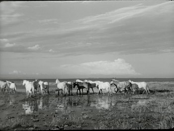 Movie still from “White Mane” (1953), directed by Albert Lamorisse – A herd of horses standing on top of a grass covered field; Extreme Wide shot, High angle