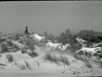 Movie still from “White Mane” (1953), directed by Albert Lamorisse – A herd of horses running through a snowy field; Wide shot, High angle