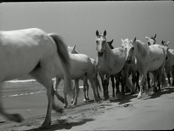 Movie still from “White Mane” (1953), directed by Albert Lamorisse – A herd of horses walking along the beach; Wide shot, Low angle