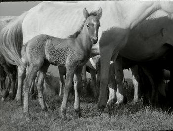 Movie still from “White Mane” (1953), directed by Albert Lamorisse – A baby horse standing next to a herd of horses; Wide shot, High angle