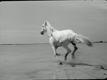 Movie still from “White Mane” (1953), directed by Albert Lamorisse – A white horse is running on the beach; Wide shot, High angle