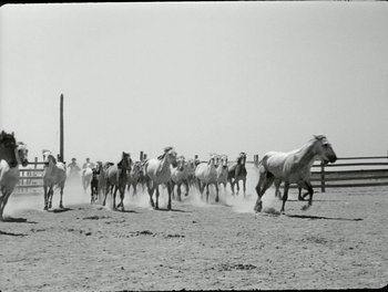 Movie still from “White Mane” (1953), directed by Albert Lamorisse – A herd of horses running in a field; Extreme Wide shot, Low angle